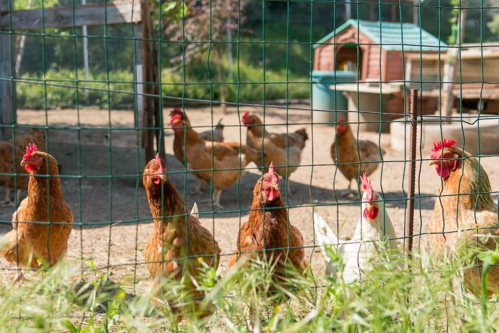 Agriturismo De Santis Кастильончелло Экстерьер фото